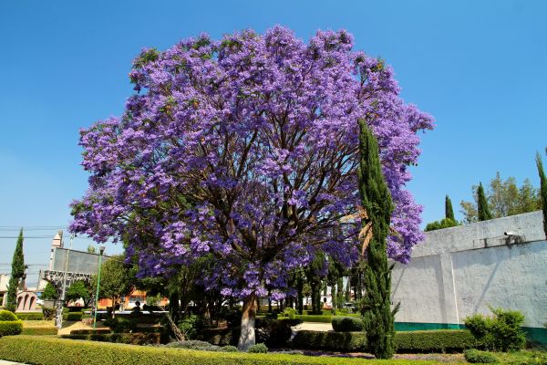 Cost of Jacaranda Pruning in Sacramento