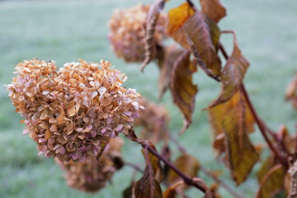 Cost of Hydrangea Removal in Sacramento