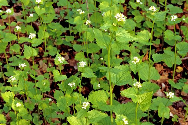 Cost of Garlic Mustard Removal in Sacramento