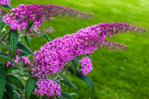 Cost of Butterfly Bush Removal in Sacramento