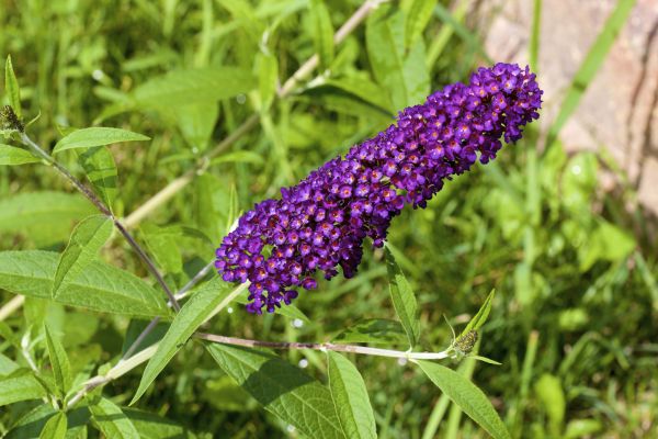 Cost of Butterfly Bush Pruning in Sacramento