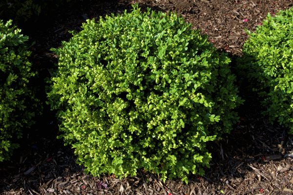 Cost of Boxwood Removal in Sacramento