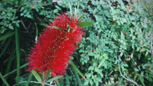 Cost of Bottlebrush Pruning in Sacramento