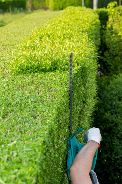 Cost of Hedge Trimming in Sacramento
