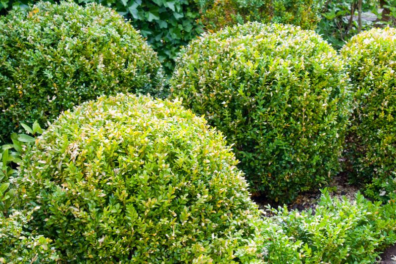 Trimmed Shrubs in Landscape